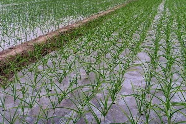 大蒜澆水時間，種下去要不要天天澆水