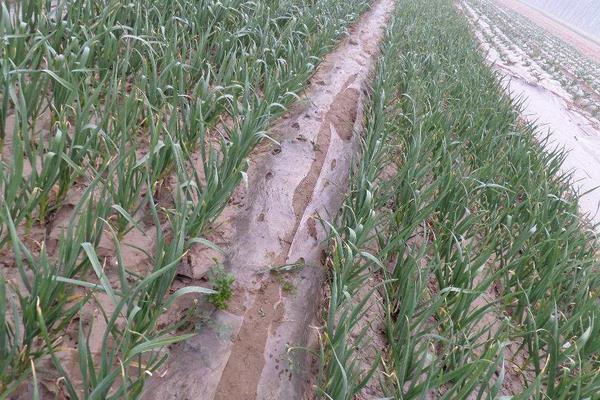 大蒜澆水時間，種下去要不要天天澆水