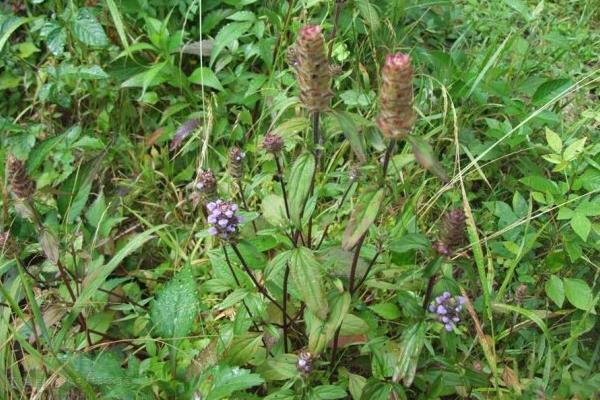 1畝夏枯草收入多少錢