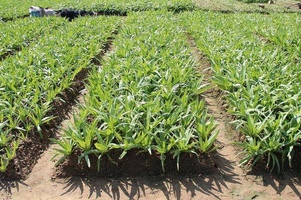 農村掙錢好項目有哪些