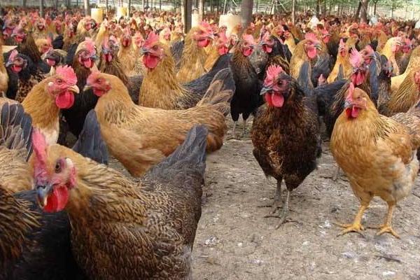 農村掙錢好項目有哪些