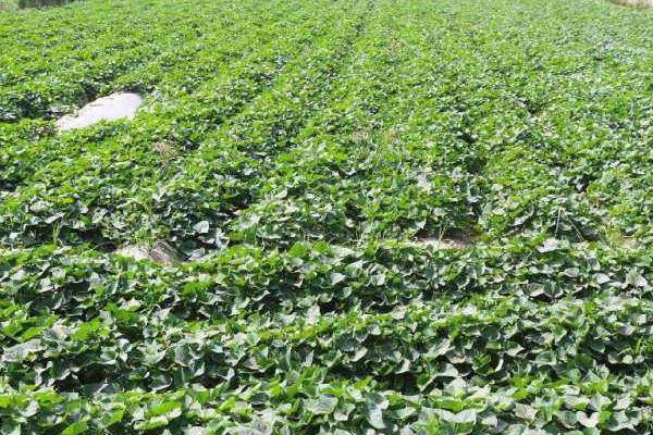 地瓜種植技術與管理，這樣種才能高產