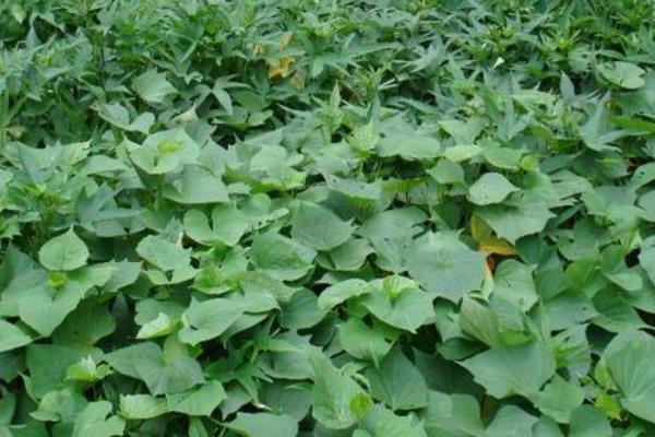 地瓜種植技術與管理，這樣種才能高產