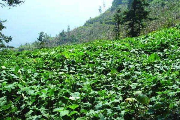 地瓜種植技術與管理，這樣種才能高產