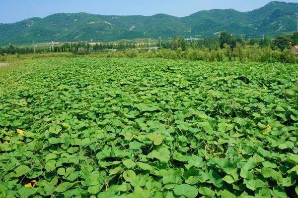 地瓜種植技術與管理，這樣種才能高產