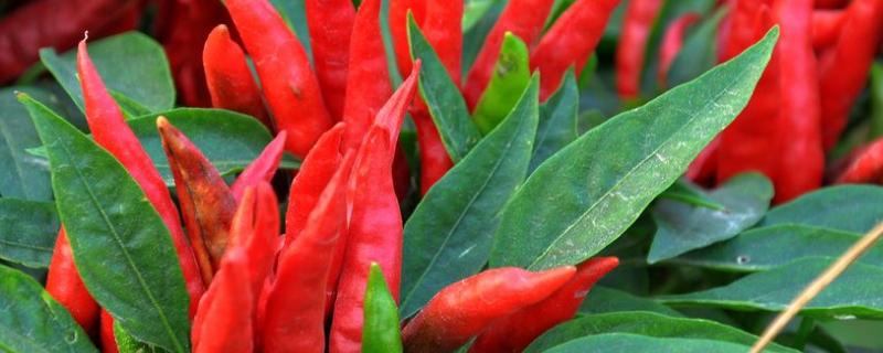 100畝朝天椒的利潤多少，附畝產量計算