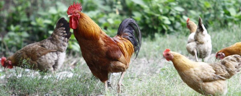 產蛋量高的土雞品種有哪些