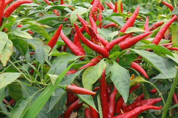 100畝朝天椒的利潤多少,附畝產量計算