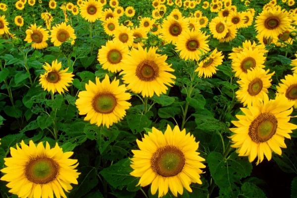 向日葵的種植時間和方法,多久收成