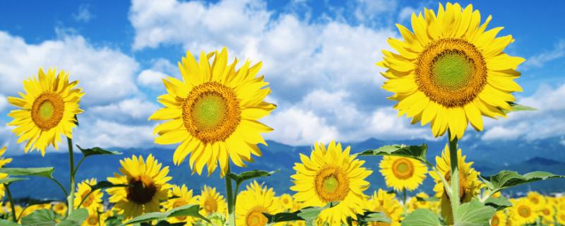 向日葵的種植時間和方法，多久收成