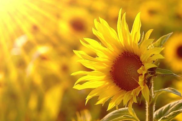 向日葵的種植時間和方法,多久收成