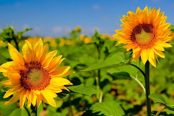 向日葵的種植時間和方法,多久收成