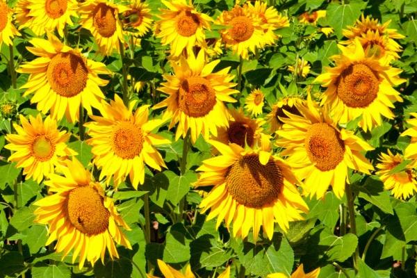 向日葵的種植時間和方法,多久收成