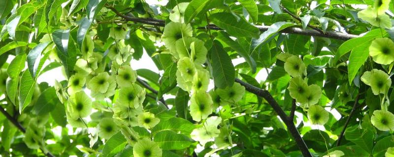 青錢柳樹苗多少錢一棵,哪里有買