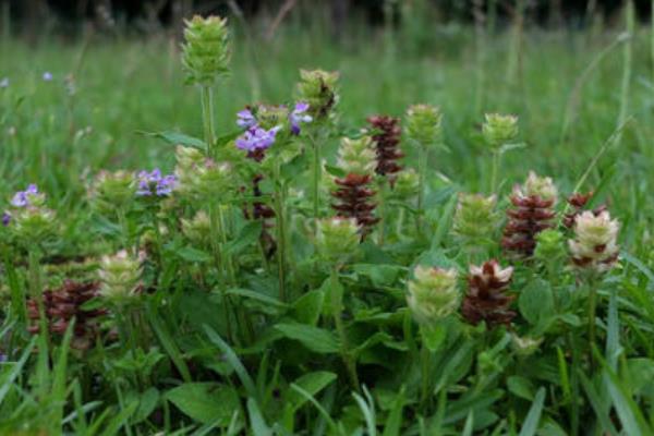1畝夏枯草收入多少錢