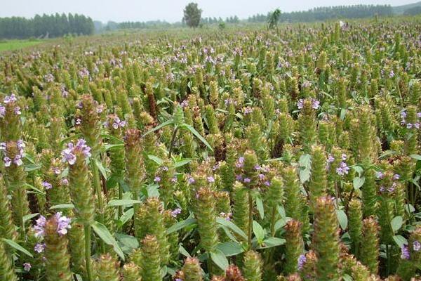 1畝夏枯草收入多少錢