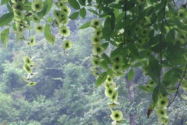 青錢柳樹苗多少錢一棵,哪里有買