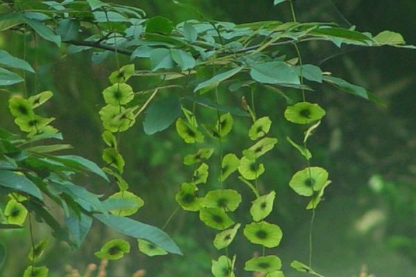 青錢柳樹苗多少錢一棵,哪里有買