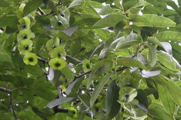 青錢柳樹苗多少錢一棵,哪里有買