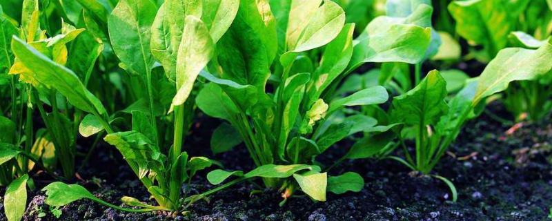 菠菜種子怎么種,種前怎么處理