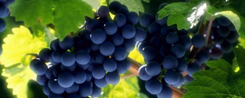 葡萄施肥的時間，要選對肥期