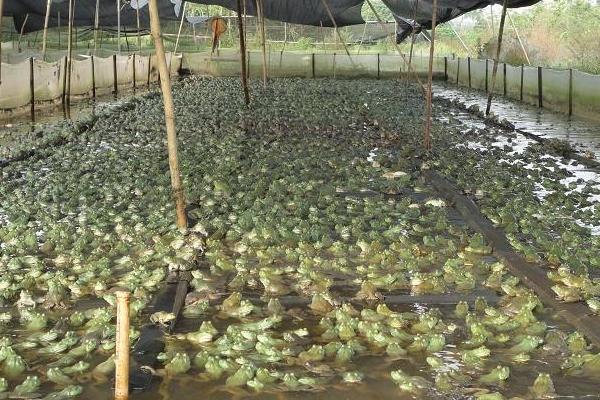 牛蛙市場價多少錢一斤