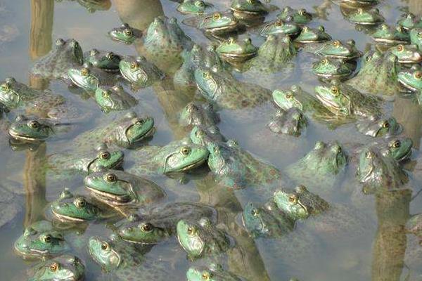 牛蛙市場價多少錢一斤