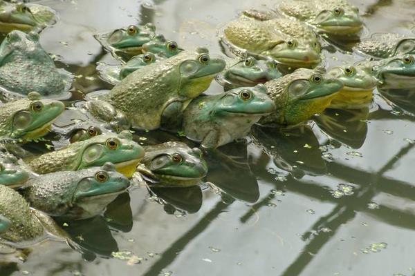 牛蛙市場價多少錢一斤