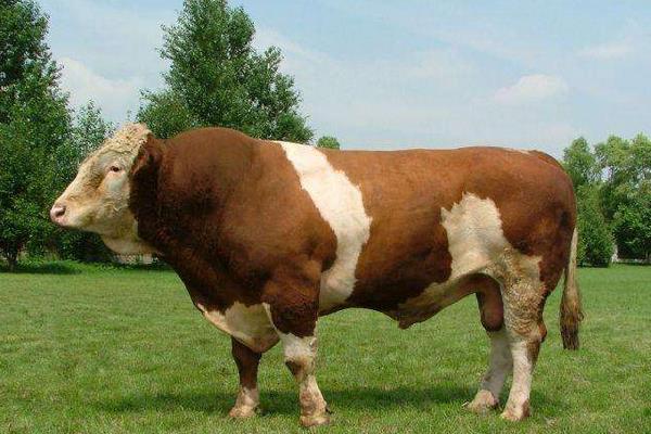 什么牛長得快出肉多,關鍵還要養殖成本低