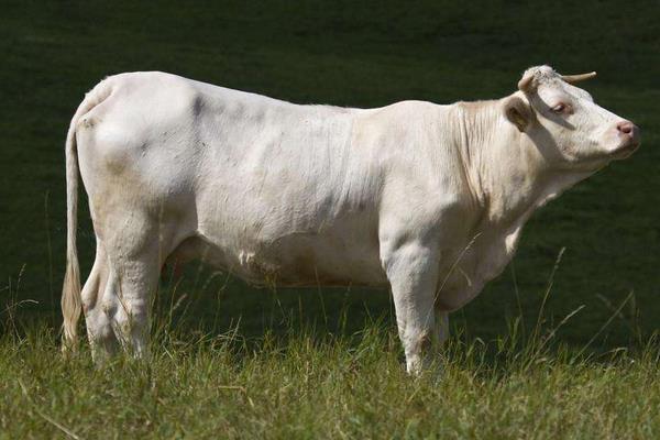 什么牛長得快出肉多,關鍵還要養殖成本低