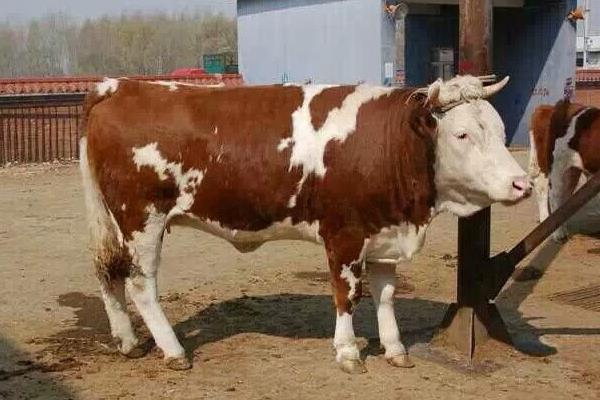 什么牛長得快出肉多,關鍵還要養殖成本低