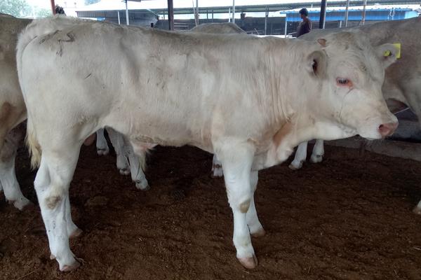 什么牛長得快出肉多,關鍵還要養殖成本低