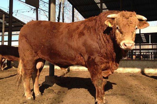 什么牛長得快出肉多,關鍵還要養殖成本低