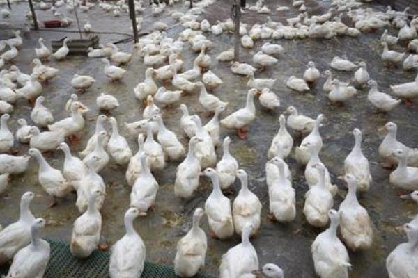 養殖業什么較穩,成本較低能賺錢