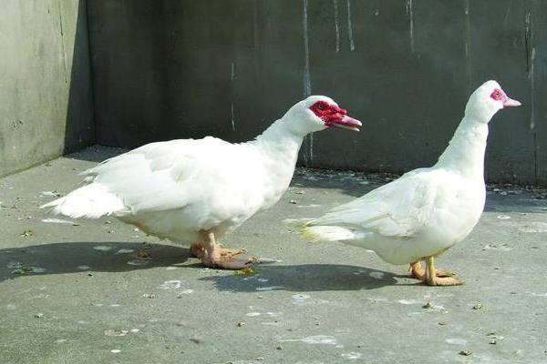 養殖業什么較穩,成本較低能賺錢