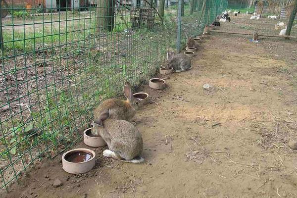養殖業什么較穩,成本較低能賺錢