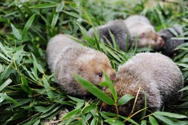 養殖業什么較穩,成本較低能賺錢