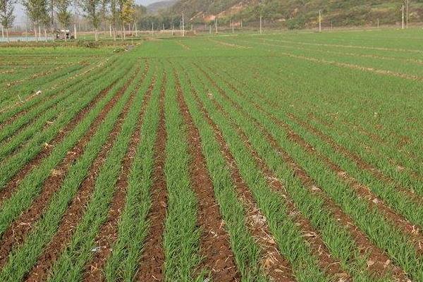 小麥除草的時間與溫度,什么時候打藥好