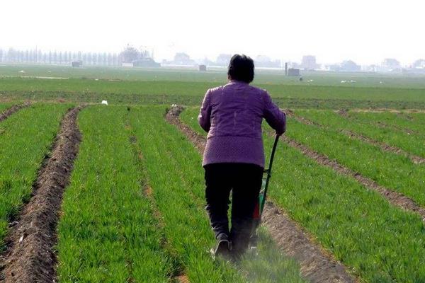 小麥除草的時間與溫度,什么時候打藥好