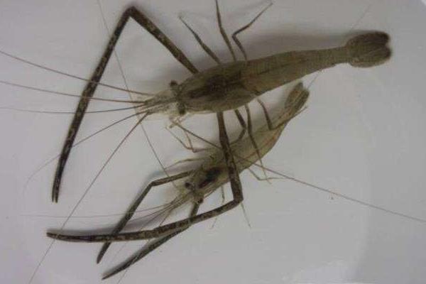 養殖蝦掙錢嗎,選什么品種更好