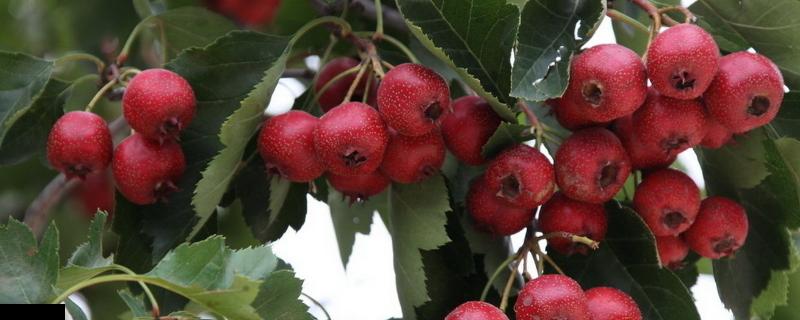 山楂銹病用什么農藥有效，什么時候打