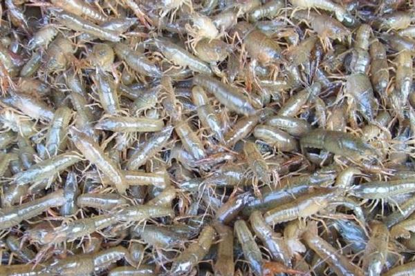 養殖蝦掙錢嗎,選什么品種更好