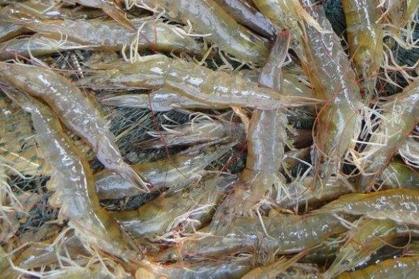 養殖蝦掙錢嗎,選什么品種更好