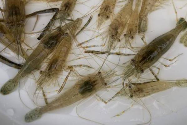 養殖蝦掙錢嗎,選什么品種更好