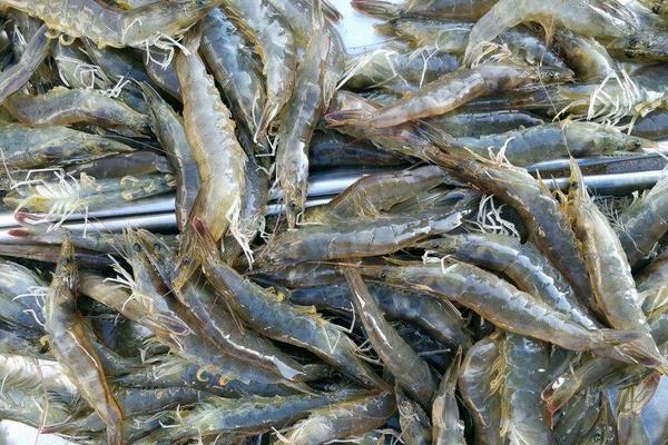 養殖蝦掙錢嗎,選什么品種更好