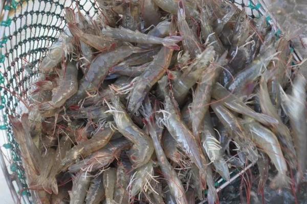 養殖蝦掙錢嗎,選什么品種更好