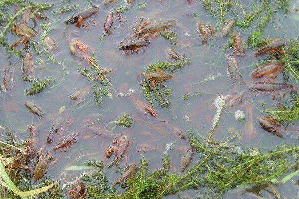 養殖蝦掙錢嗎,選什么品種更好