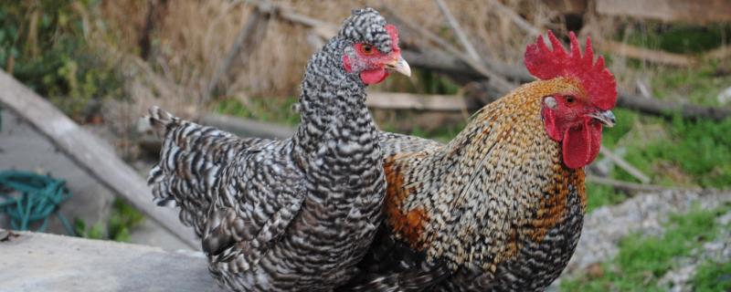 養100只蘆花雞一年利潤多少，市場價多少錢一只