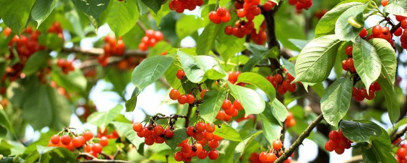 櫻桃樹打藥的時機,上午還是下午,先里還是先外?