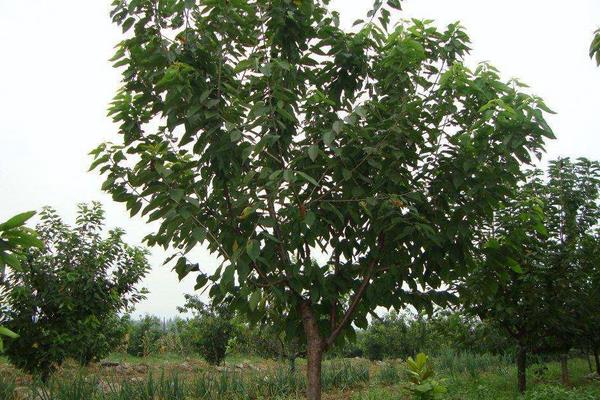 櫻桃樹打藥的時機,上午還是下午,先里還是先外?